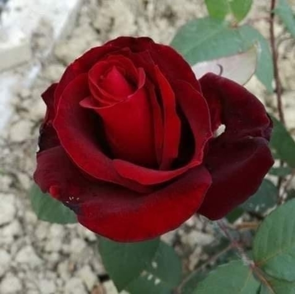 Meet your Posher, Leonarda - Picture 1 of 1